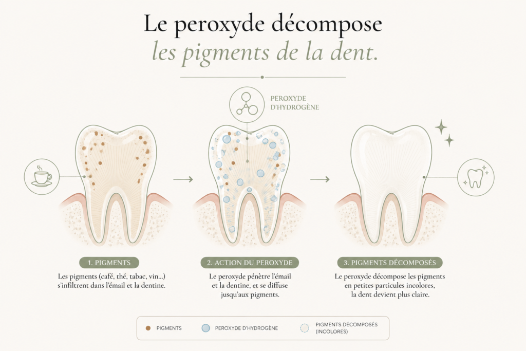 Schéma du mécanisme de l'éclaircissement dentaire.